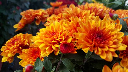 Chrysanthemum flowers flower photo