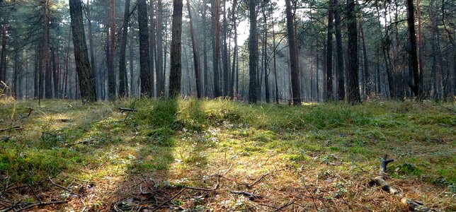 Forest landscape the fog