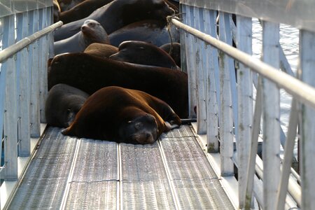 Docks sea-lion astoria