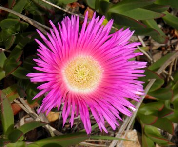 Ice plant carpobrotus edulis hottentot fig