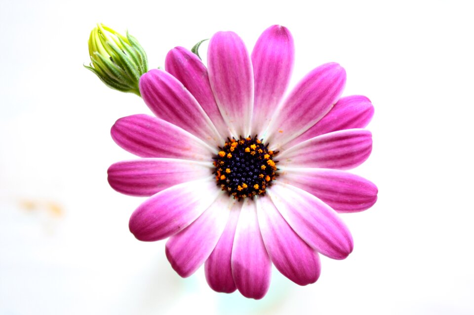 Purple blossom bloom