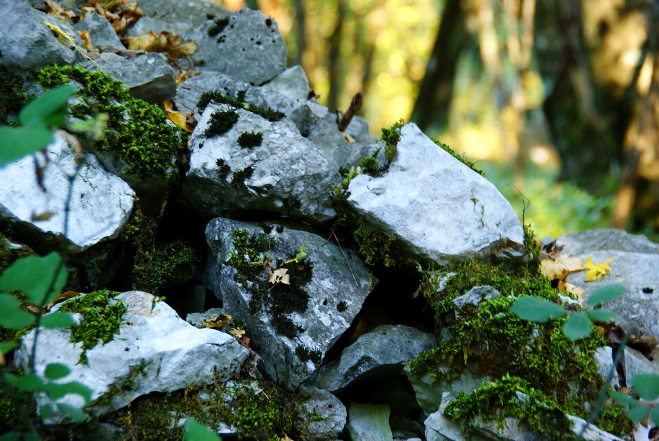 Trail forest nature