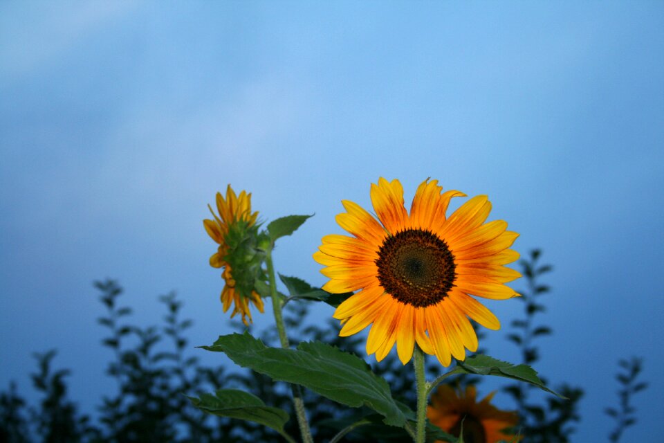 Blue sky summer abendstimmung