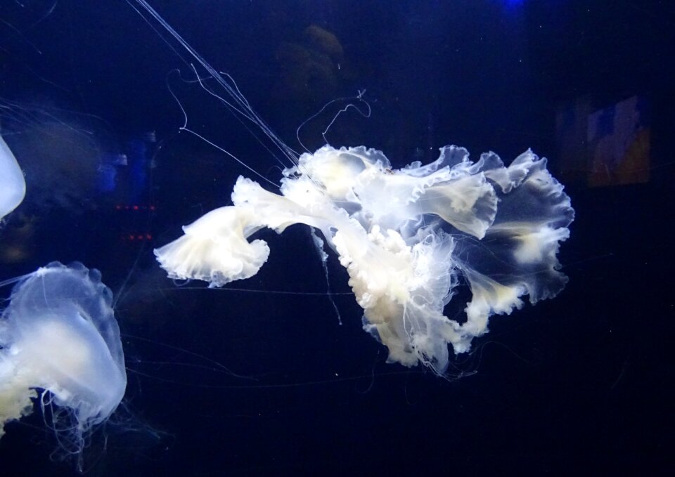 Marine underwater aquarium