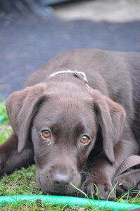 Doggy cute puppy lab