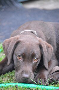 Doggy cute puppy lab photo