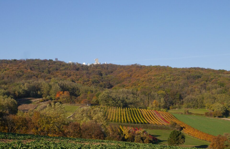 Königswarte forest vineyards
