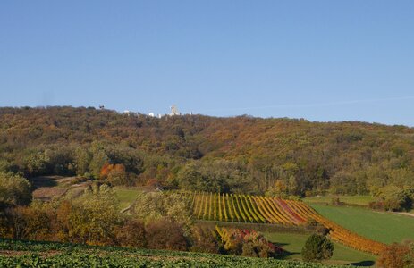 Königswarte forest vineyards