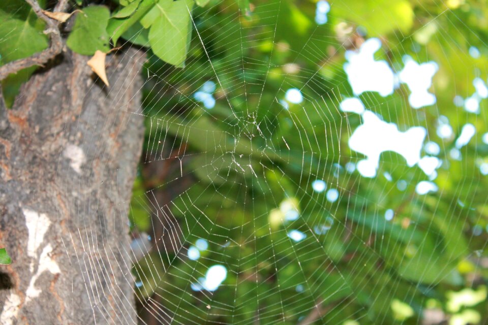 Cobweb trap arachnid