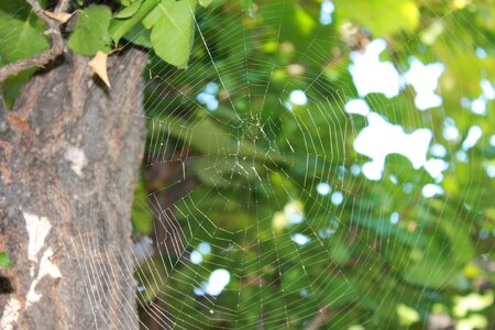 Cobweb trap arachnid photo