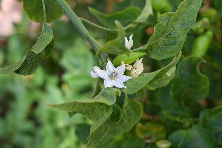 Flower capsicum annuum