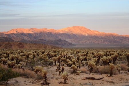 Tree desert landscape photo