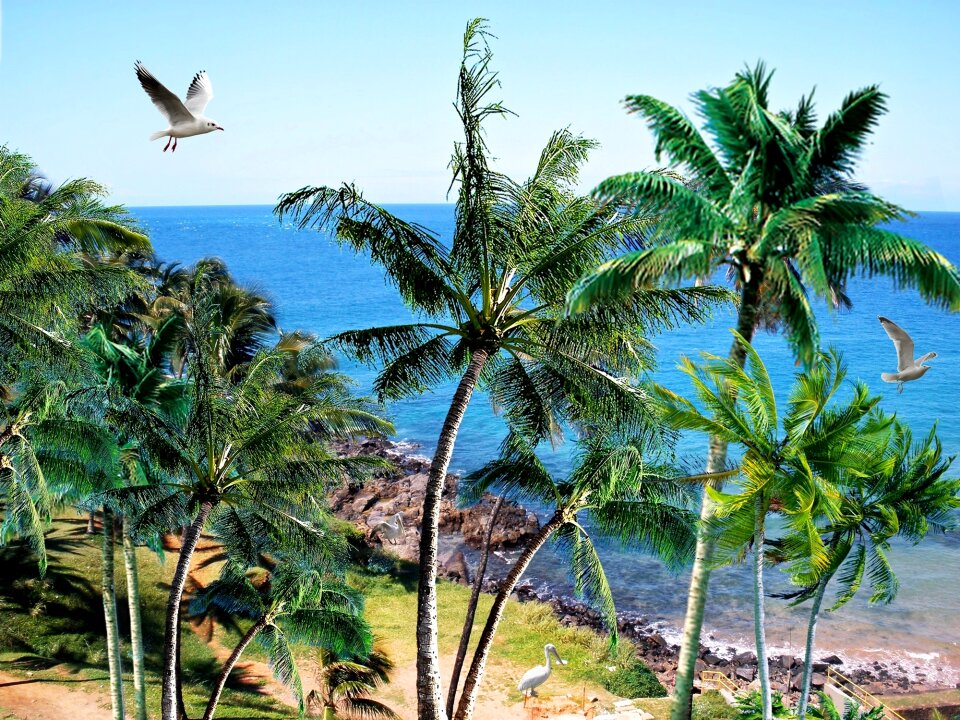 Trees vegetation coconut trees