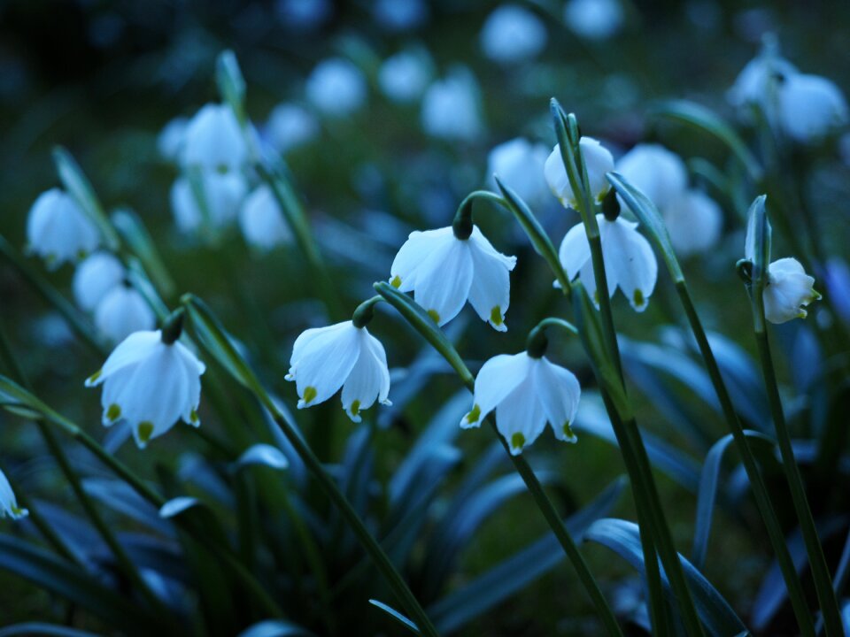 Evening light white spring flower