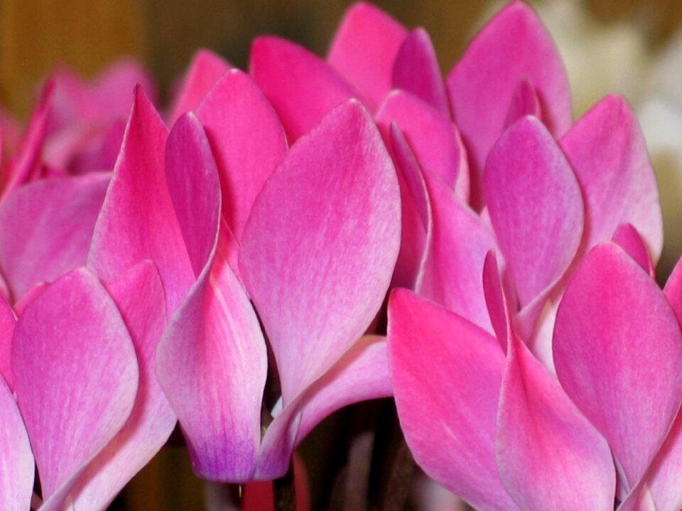 Flora ornamental plant nature