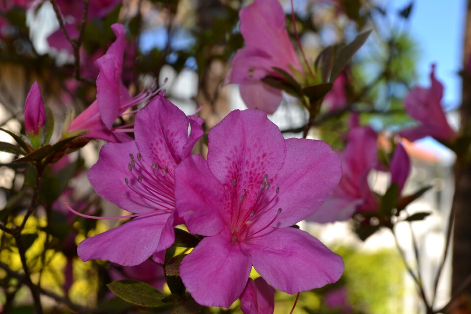 Azalea pink elizabeth button pink flower