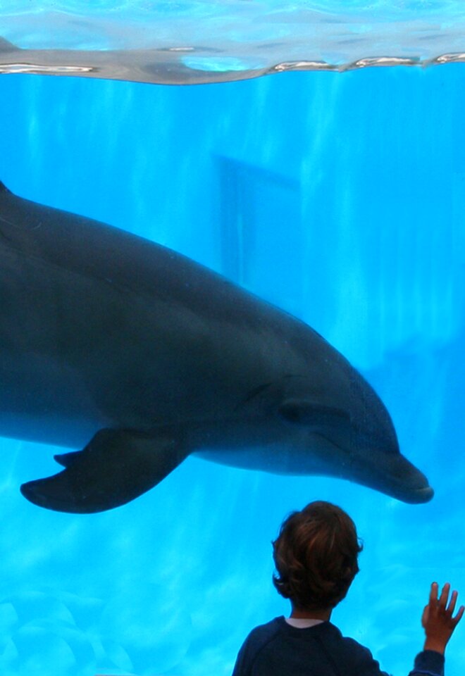 Aquarium cetacea marine mammals