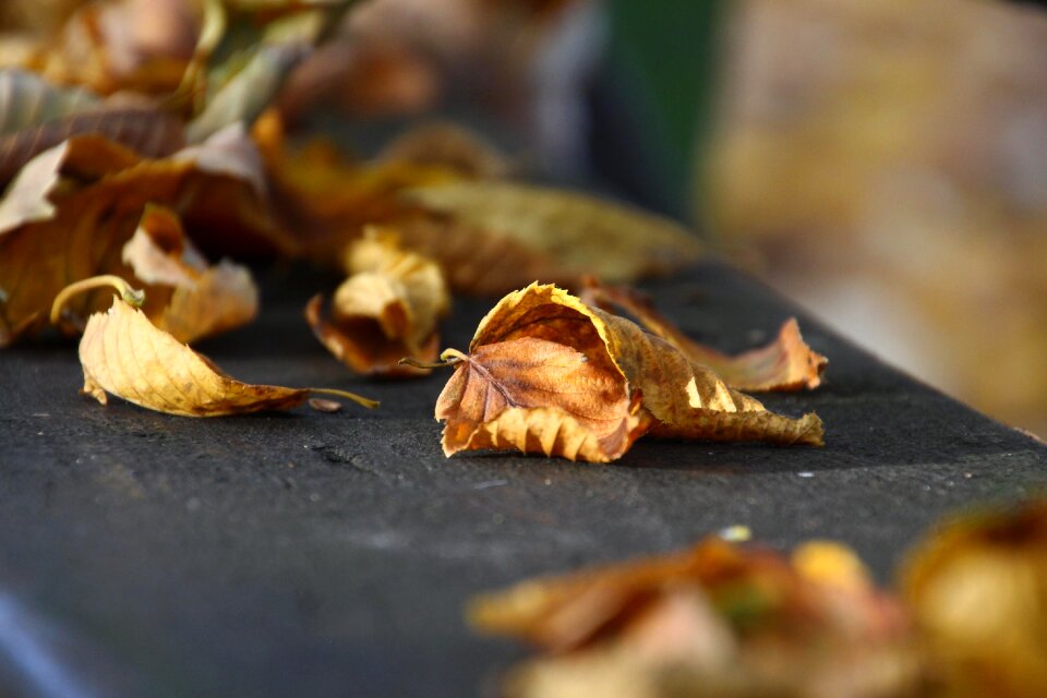 Golden autumn leaves in the autumn fall foliage
