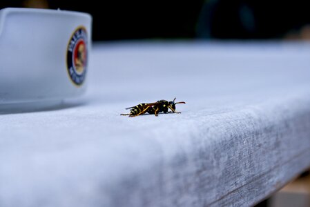 White insect wild life