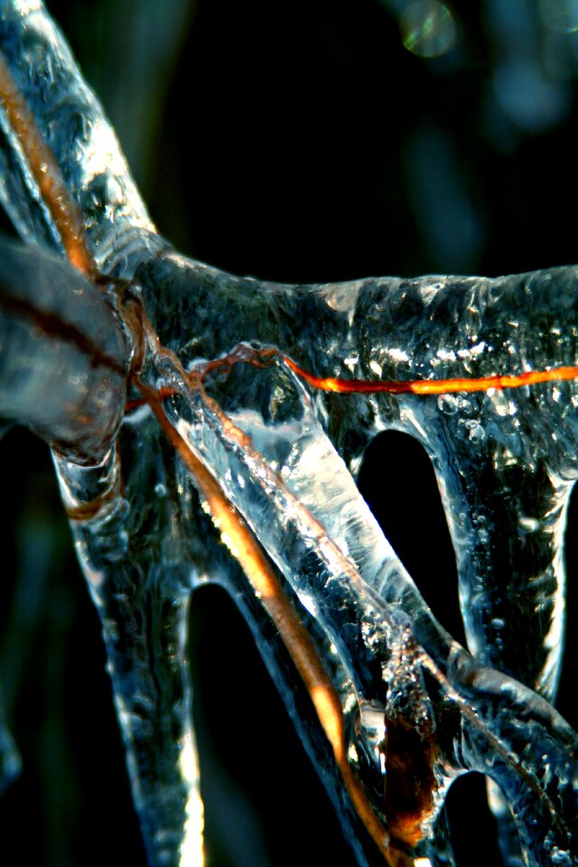 Branch forest outdoor