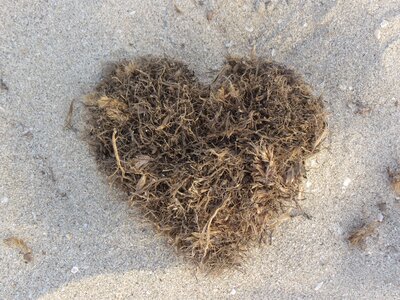 Nature love dried seaweed photo