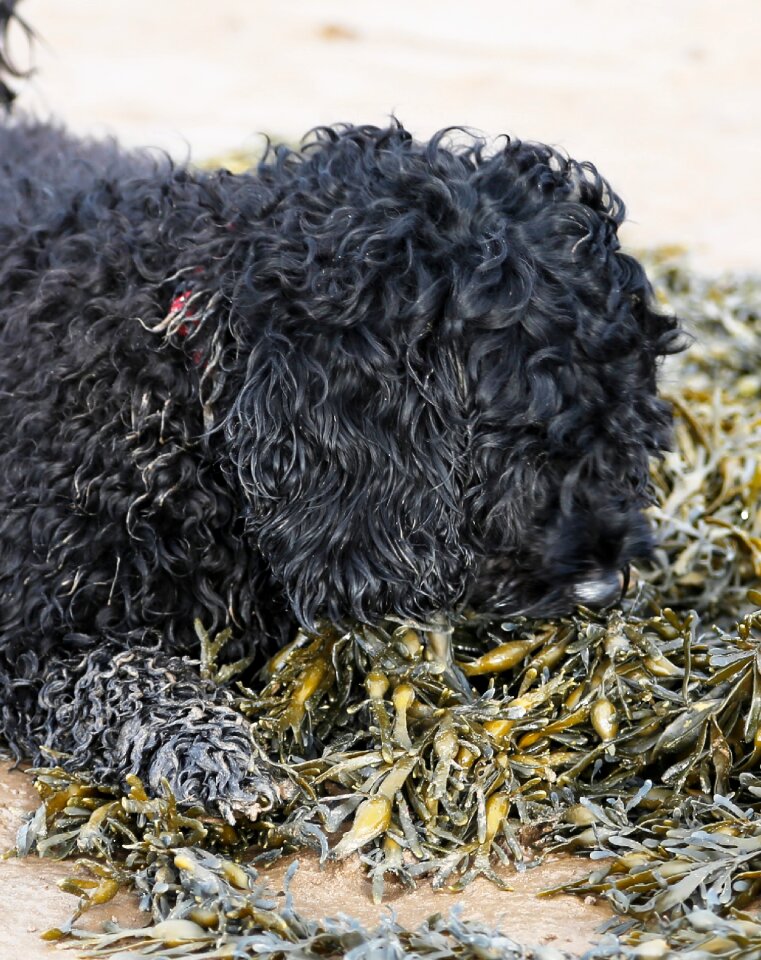 Seaweed playing vacation