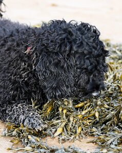 Seaweed playing vacation