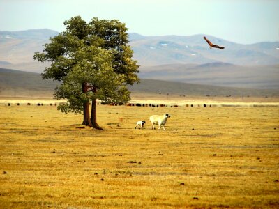 Vegetation nature birds