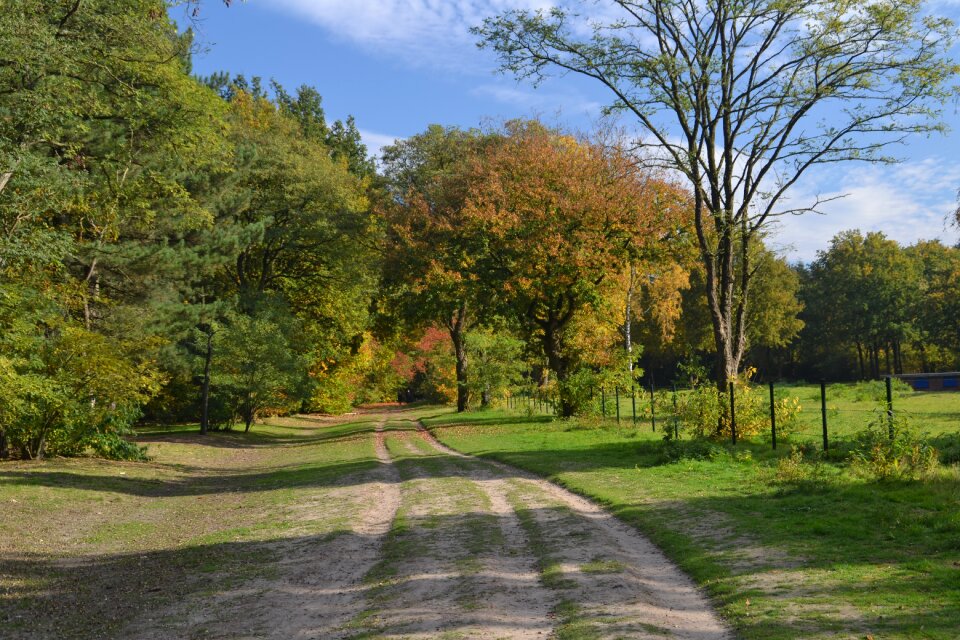 Red leaf forest season