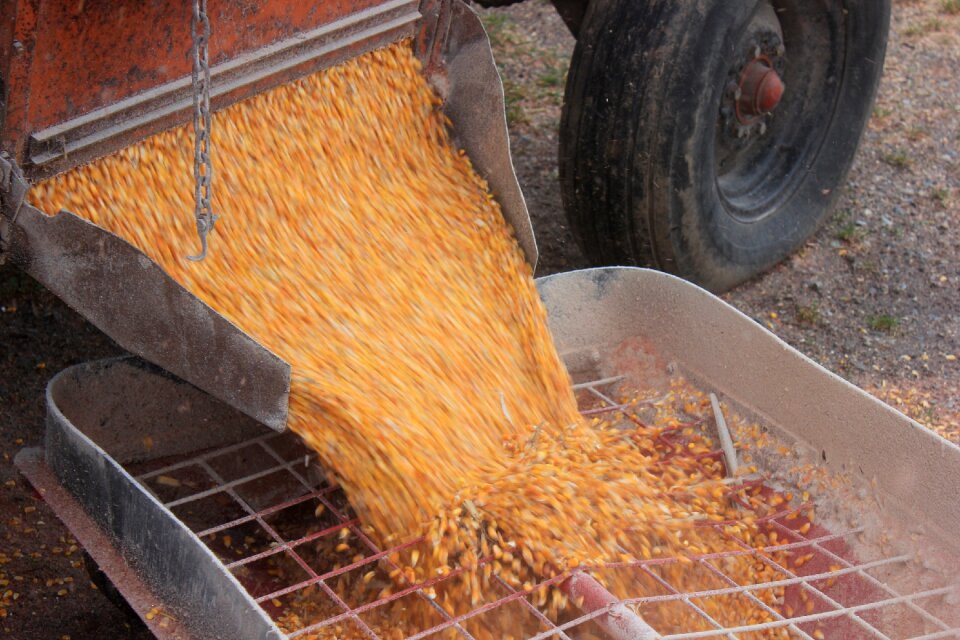 Farming yellow maize