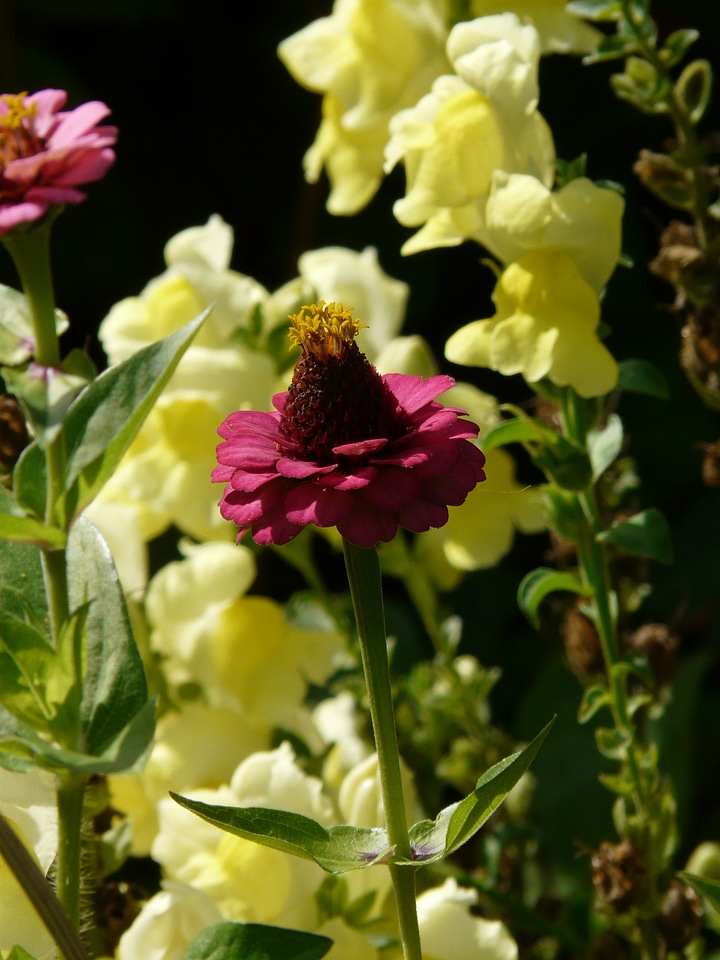 Colorful flower pink