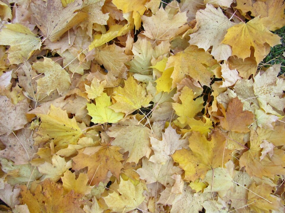 Discolored yellow brown