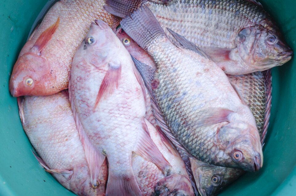 Healthy seafood sea