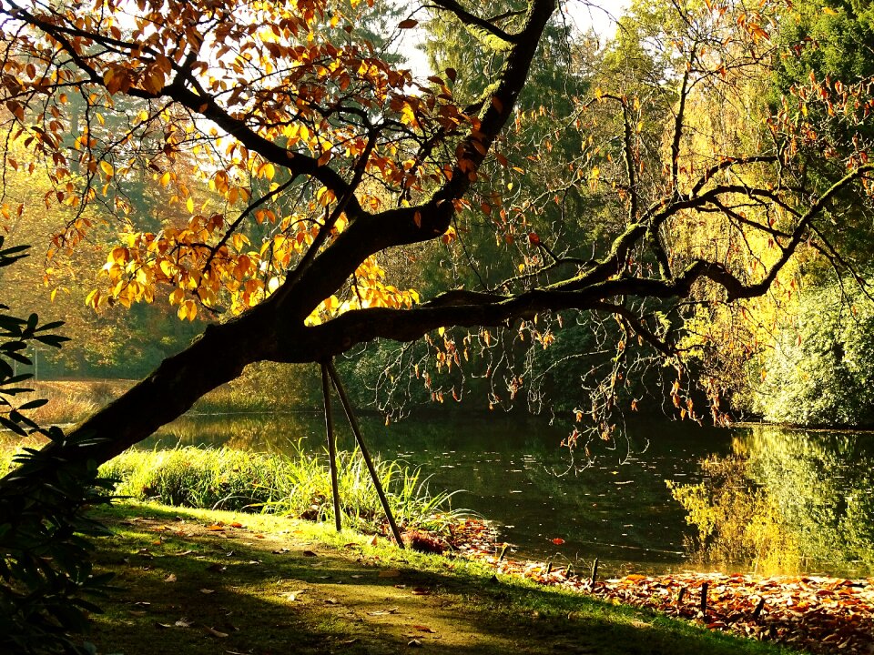 Fall color leaves light