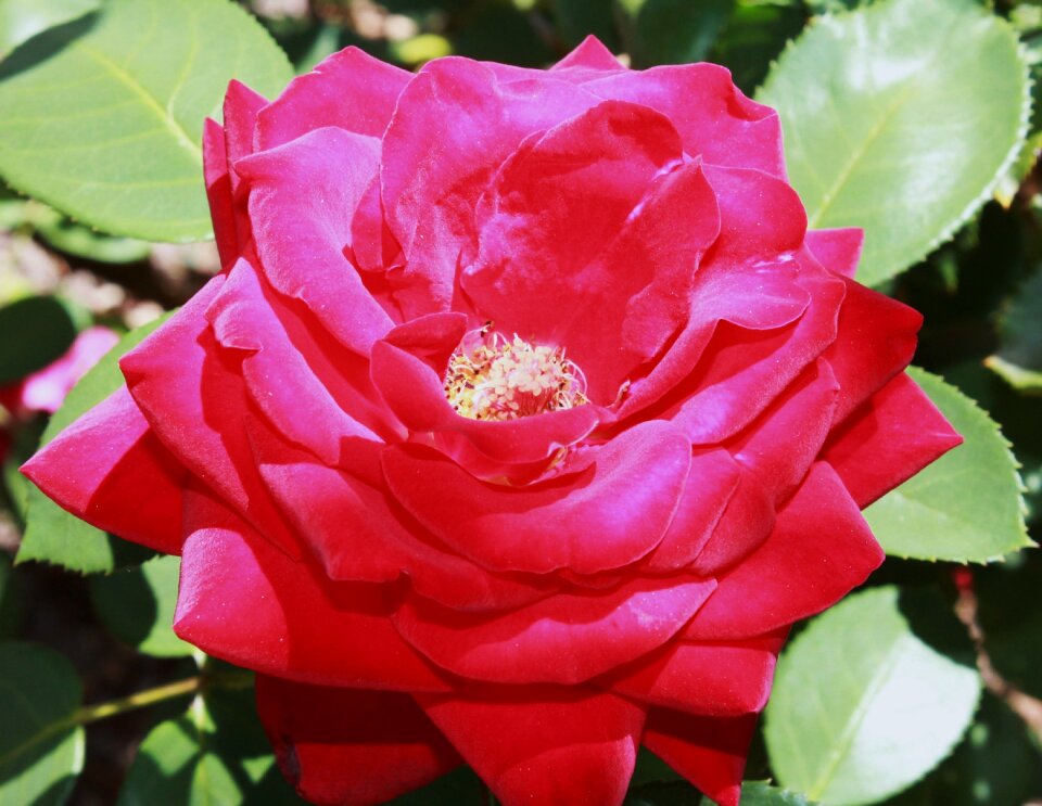 Flower love romance nature