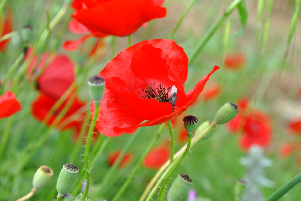 Floral nature spring flower