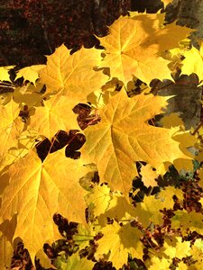 Leaf autumn yellow