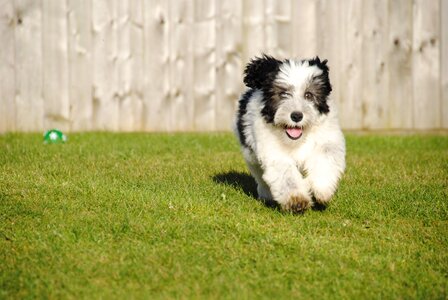 Adorable furry running