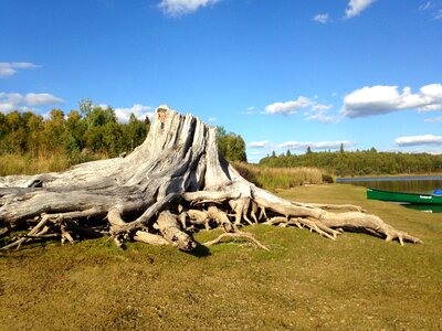 Tree stump canoe landscape