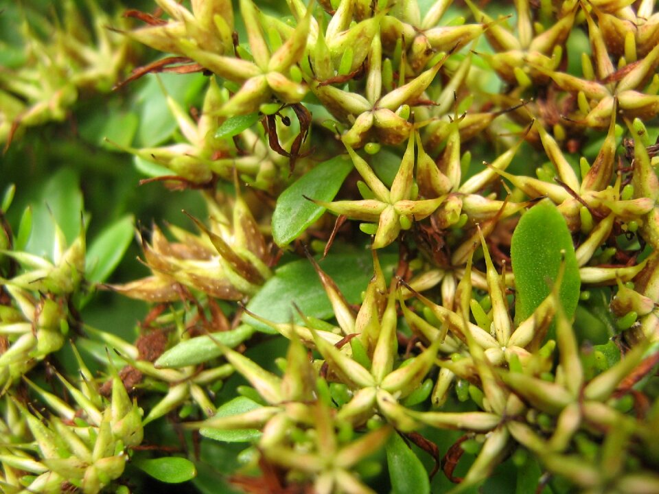 The sapling macro green plant beauty