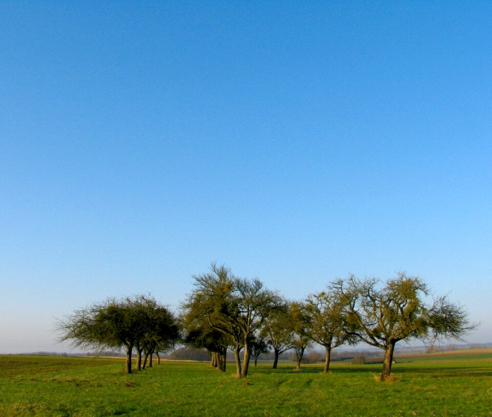 Grass landscape nature