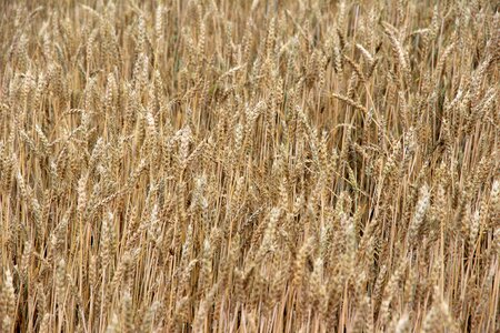 Barley ear field photo