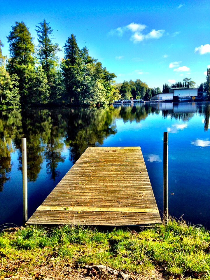 Forest lake tree