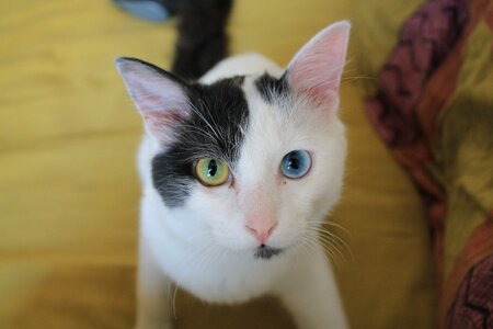 White eyes cute