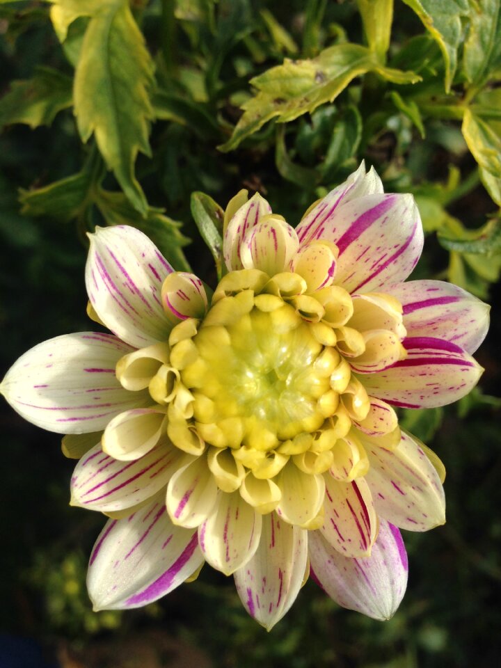 Spring fragrance aroma