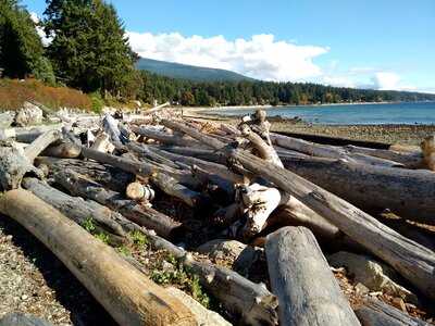 Driftwood wood logging photo