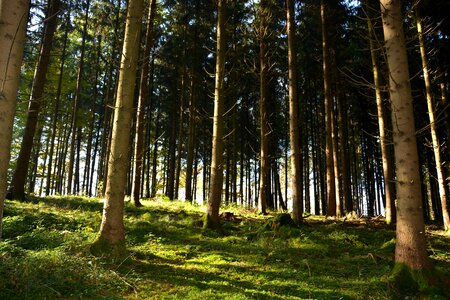 Nature leaves trees