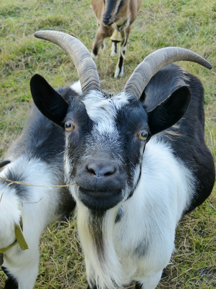 Paarhufer eyes pasture