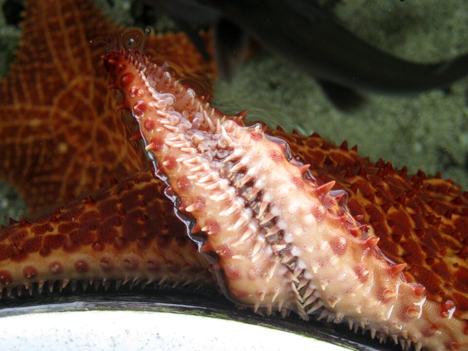 Sea star marine marine animals