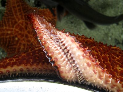 Sea star marine marine animals photo